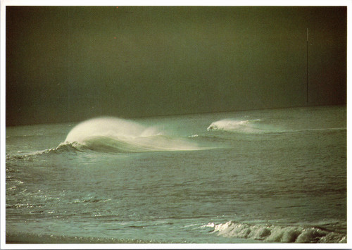 Horses's Maine - headlong wave whipped by wind