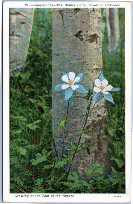 Columbine - State Flower of Colorado - growing at foot of aspen