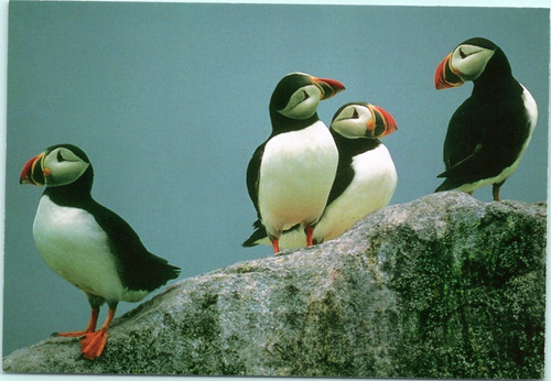 Four Puffins on a rock