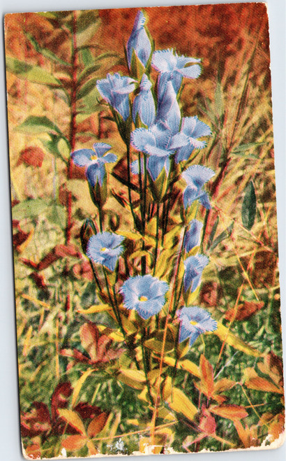 Gentiana crinita Fringed Gentian