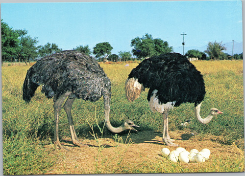 Male and Female ostrich protecting egg nest