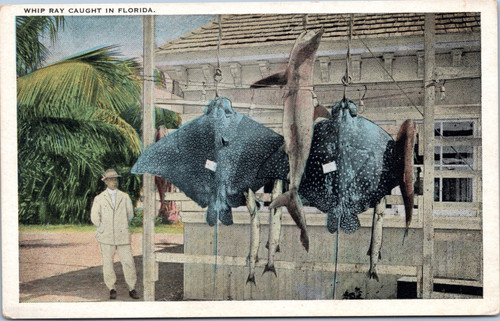 Whip Ray Caught in Florida