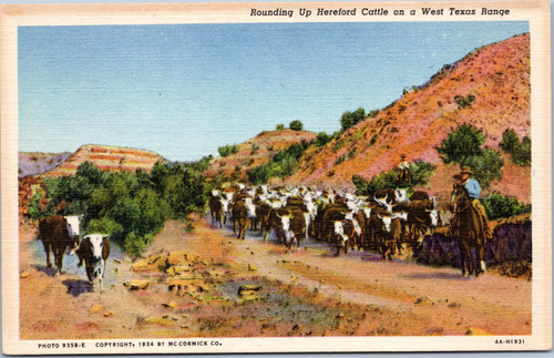 Rounding Up Herefored Cattle on a West Texas Range  (20-11-976)