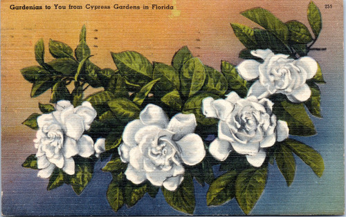 Gardenias to You from Cypress Gardens in Florida