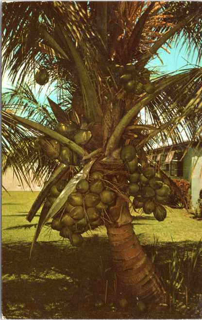 Florida Coconut