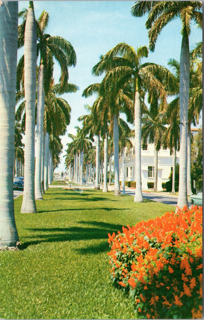 Florida Palm Trees