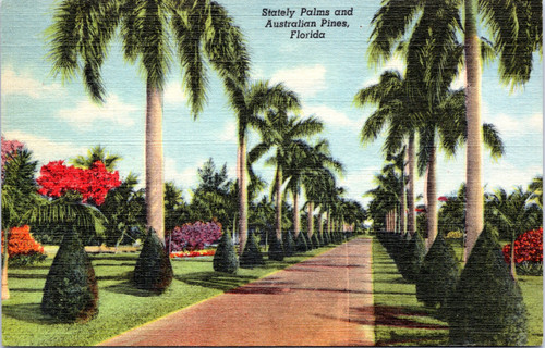 Florida Palm Tree