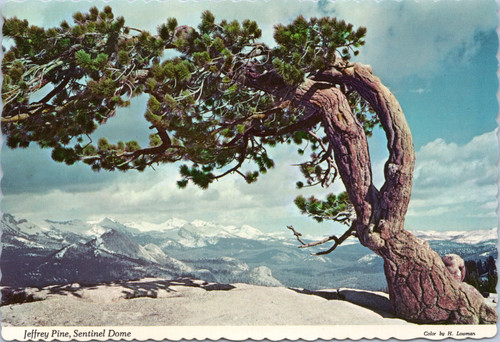 Jeffrey Pine, Sentinel Dome   (23-13-991)