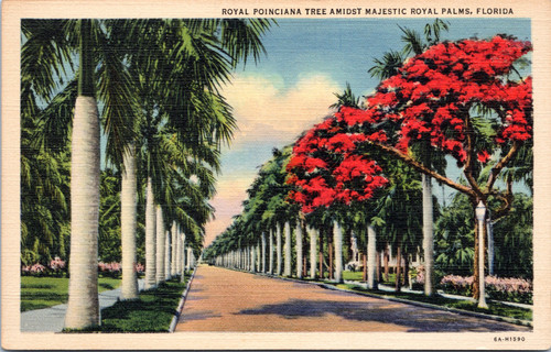 Royal Poinciana Tree