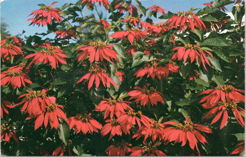 Poinsettia