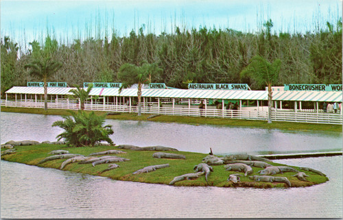 Owen Godwin's Gatorland - Alligators on island