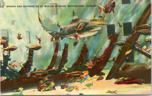 Sharks and Shipwrecks at Marine Studios