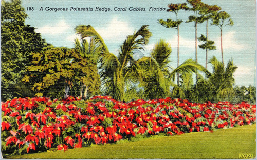 A Gorgeous Poinsettia Hedge, Coral Gables, Florida