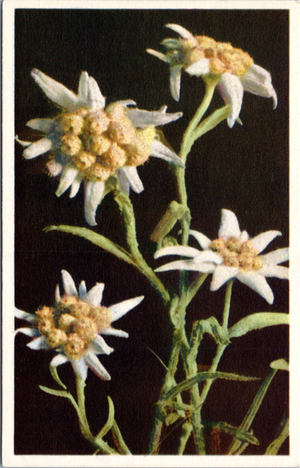 Leontopodium alpinum Cass. - Edelweiss