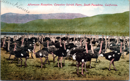 Afternoon Reception, Cawston Ostrich Farm, South Pasadena