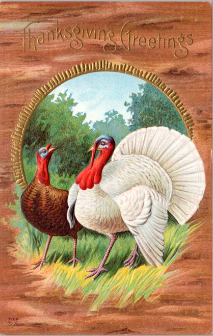 Thanksgiving Greetings - Brown and White turkeys