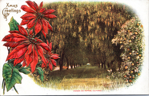 Xmas Greetings Embossed Poinsettia Oranges and Peppers California