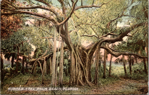 Rubber Tree, Palm Beach, Florida
