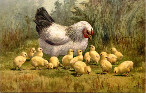 Chicken and baby chics - Edition Stehli 136