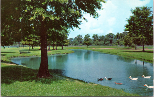 Zemurray Park - ducks in pond
