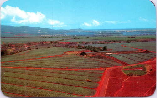 Dole Pineapple Fields (30-18-530)