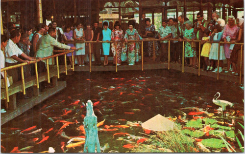 The Pagoda Hotel - Carp feeding time