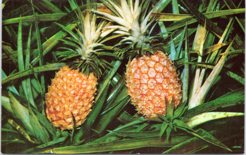 hawaiian pineapple