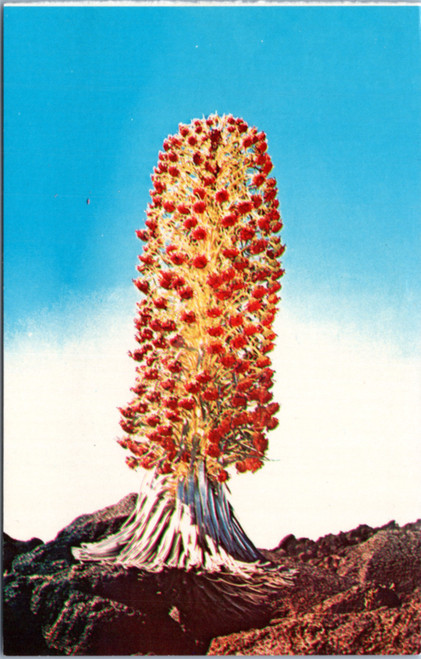 Postcard Hawaii Silversword in bloom