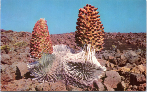 Postcard Hawaii Silversword in bloom