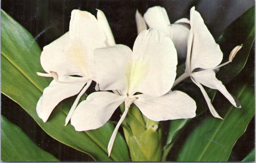 Postcard White Ginger Blossoms