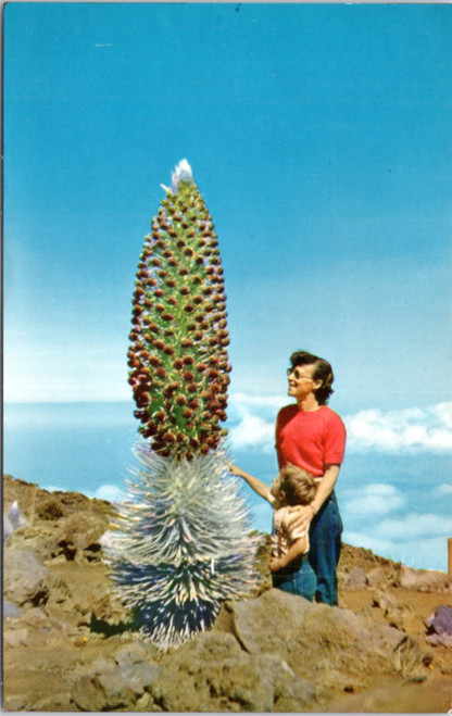 Postcard Hawaii Silversword in bloom