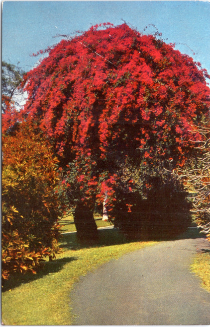 Bougainvillea Vine covering a tree on the Punahou School campus in Honolulu (31-19-196)