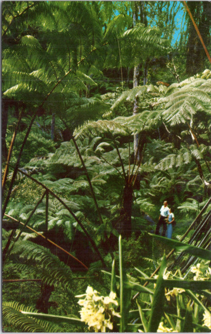 Postcard Hawaii - Tree Fern Forest