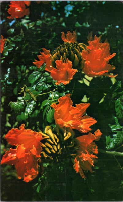 African Tulip Tree