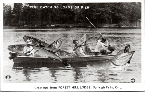 Catching Loads of Fish - Forest Hill Lodge, Ontario