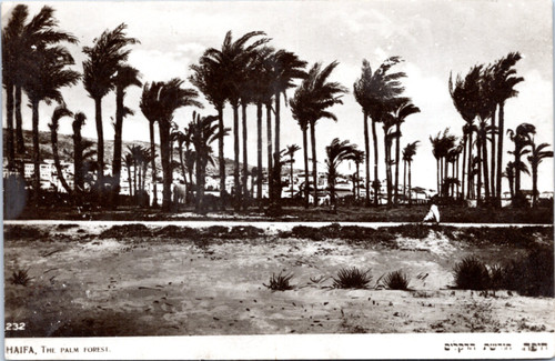 Haifa, The Palm Forest