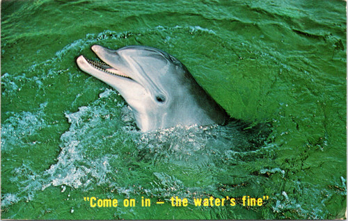 Come on in - the water's fine -- Florida Dolphin in water