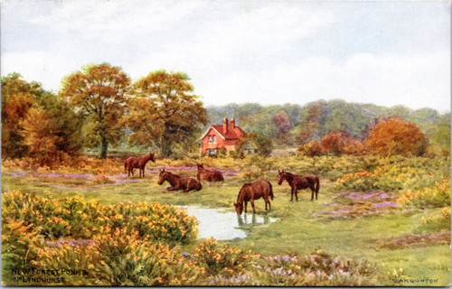 New Forest Ponies - J. Salmon 2866