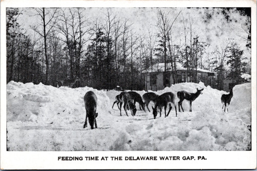 Feeding Time at the Delware Water Gap