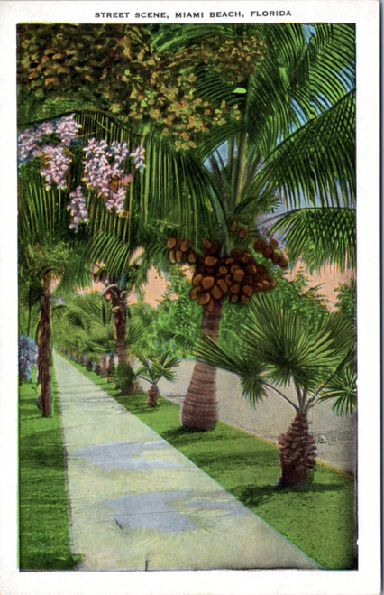 Miami Beach street scene palm tree coconuts (32-20-228)