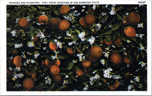 Oranges and Blossoms, They Grow Together in the Sunshine State  (32-20-238)