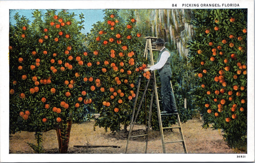 Picking Oranges in Florida  (32-20-240)