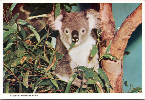 Koala in tree eating a leaf  (32-20-310)