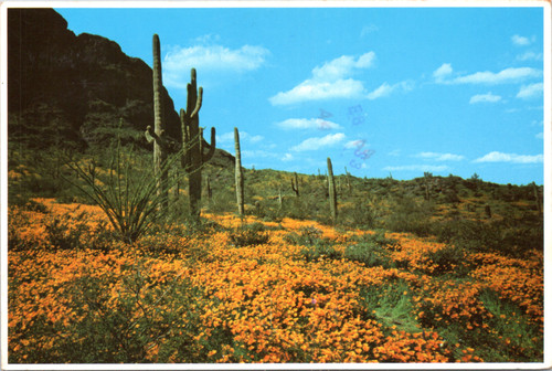 Desert Poppies at Picacho Peak in Southern Arizona