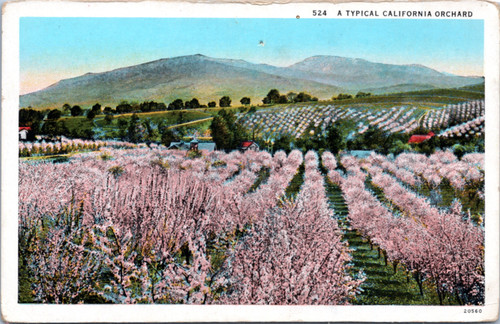 A Typical California Orchard (34-21-285)
