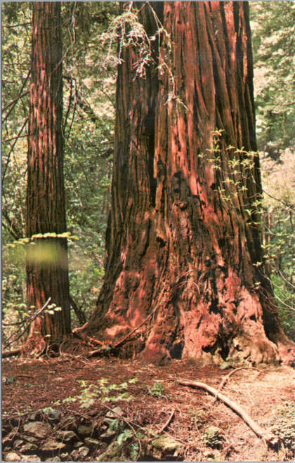 Muir Woods largest diameter tree measuring 13' at breast height.