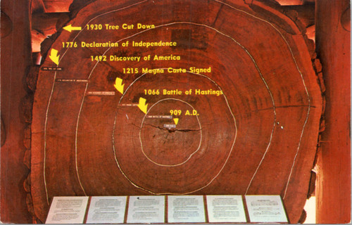 Muir Woods National Monument - cross-section cut of tree cut down in 1930