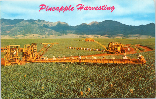Harvesting pineapple at Libby's fields on Oahu Hawaii