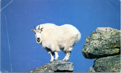 Rocky Mountain Goat - National Audubon Society