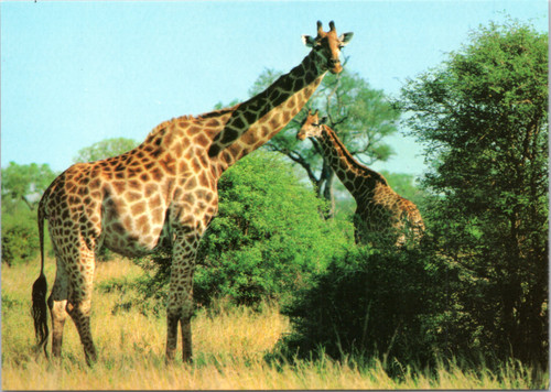 giraffe